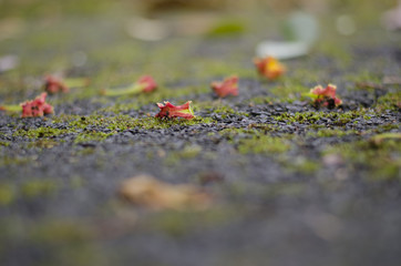 leaf color change 