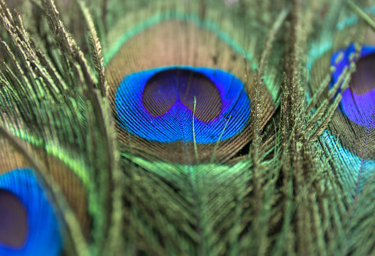 Beautiful peacock feathers. Close up green and blue blur background. Macro defocused pattern.