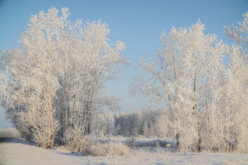 winter trees in frost and snow
