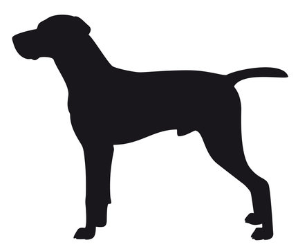 Hungarian Viszla - Vector black dog silhouette isolated