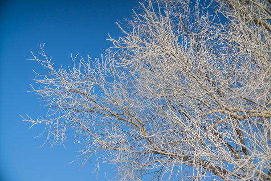 Fototapeta winter trees in frost and snow