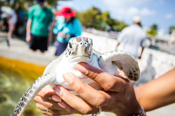 Cayman's Turtle