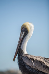 A curious and gentle pelican, whom posed for me for a few shots. Taken in Cozumel, Mexico 