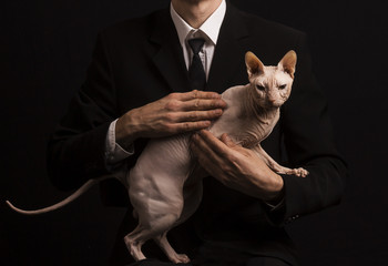 cat of the Don Sphynx breed on the hands of a man in a suit