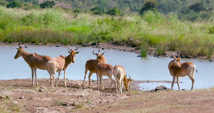 Hartebeest At Water Hole; Nairobi National Park; Nairobi, Kenya, Africa