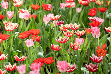Colorful of tulips blooming in the garden.