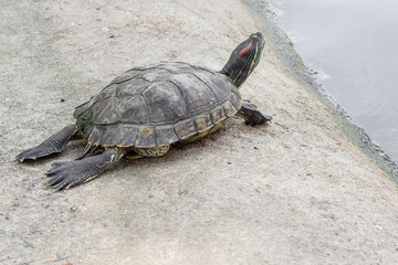 Turtle. Freshwater turtle in a park in Thailand.