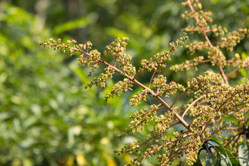 Mango tree blossoms of Mango flower.
