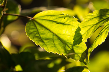 Leaf of Red Hibiscus rosa Flower
