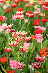 Colorful of tulips blooming in the garden.