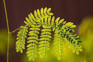 Green leaf of  Leucaena leucocephala tree