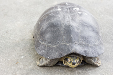 Turtle. Freshwater turtle in a park in Thailand.