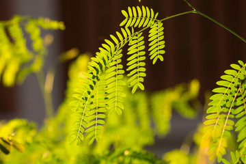 Green leaf of  Leucaena leucocephala tree