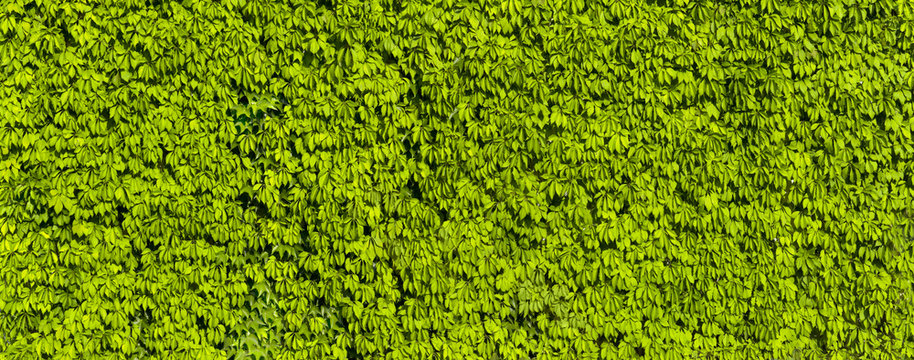 Sch&ouml;ne Bl&auml;tterwand