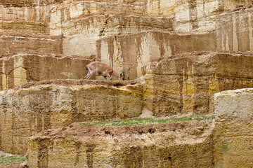 Mountain goat in the zoo   © kamira