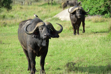 African buffalo, Tanzania, Africa