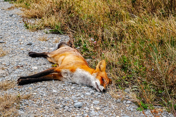 Dead fox