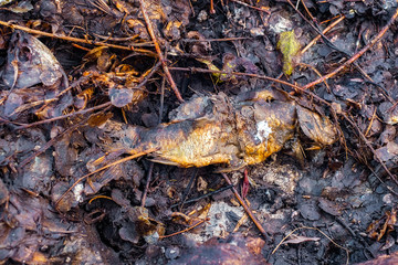 Fish in decomposition