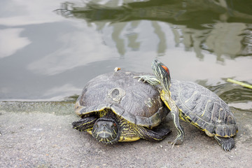 Turtle. Freshwater turtle in a park in Thailand.