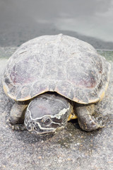 Turtle. Freshwater turtle in a park in Thailand.