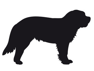 St Bernhard Dog dog - Vector black silhouette isolated