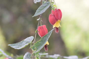 Trepadeiras1
