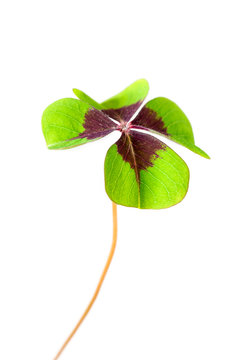 Closeup of four leaf clover as sign for hope