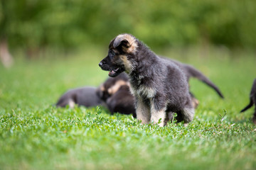 German Shepherd puppy playing on green grass