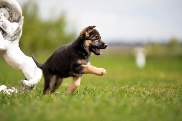 German Shepherd puppy on green grass