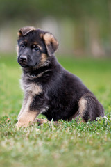 German Shepherd puppy on green grass