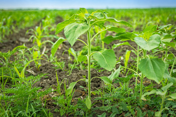 Green sunflowers field