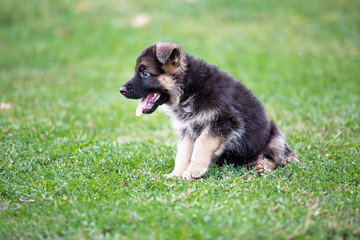 German Shepherd puppy on green grass