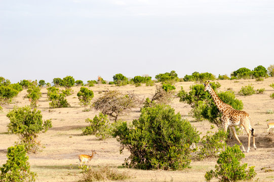Isolated giraffe near acacia in the park of  mara Kenya