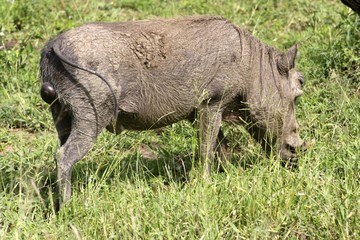 phacochère South Africa