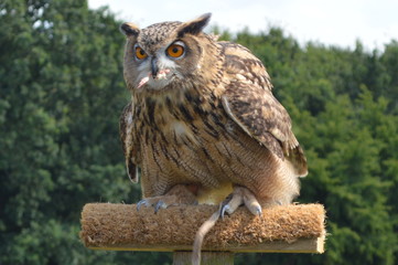 Owl