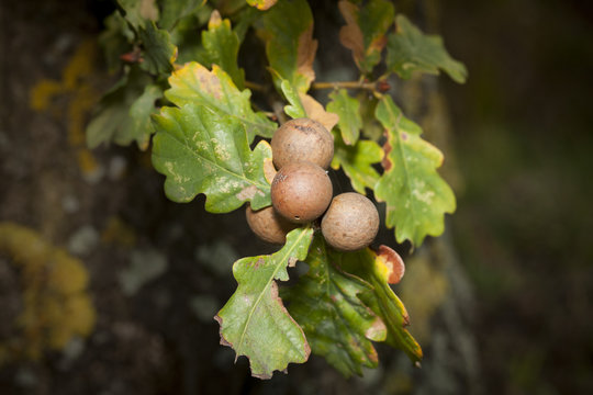 oak leaves with galls