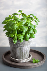 fresh basil herb in pot