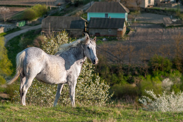 Plakat Peasant horse on a farm background.