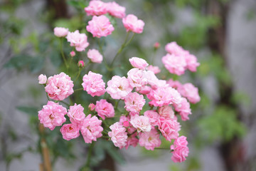 Soft pink Pygmy 