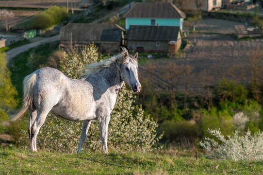Peasant horse on a farm background.