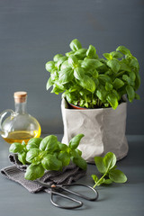 fresh basil herb in pot