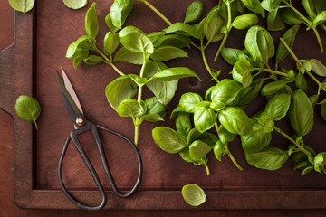 fresh basil herb and scissors