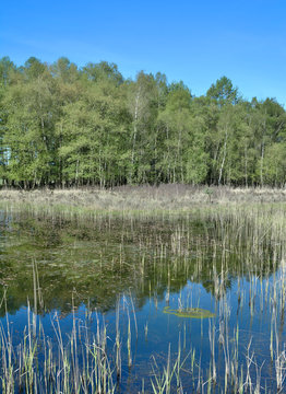 Feuchtbiotop im Schwalm-Nette Naturpark am Niederrhein,Rheinland,NRW,Deutschland