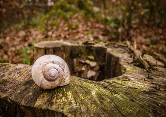 Ode to Fibonacci close up stock photo of a single empty snail shell standing on a snag in the forest 