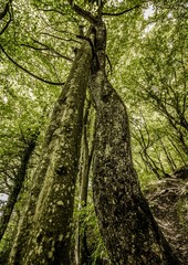 Fototapeta premium Two embraced trees in the forest wrapped around each other