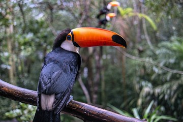 Ramphastos toco
