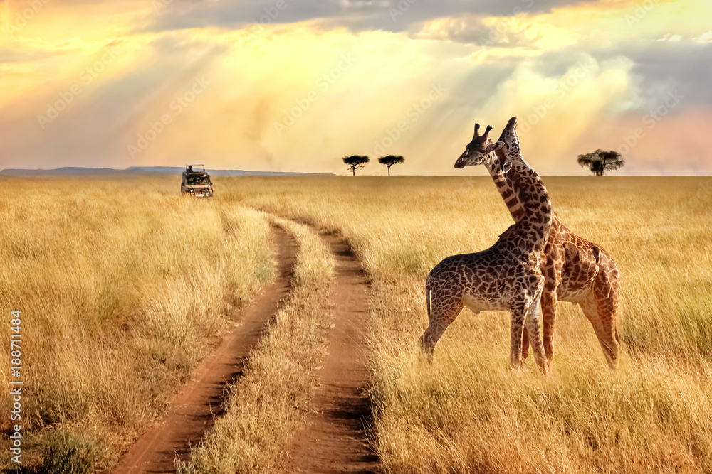 Fototapete Group of giraffes in the Serengeti National Park on a sunset background with rays of sunlight. African safari.