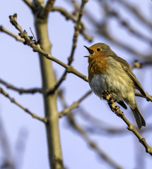 Robin singing in the UK