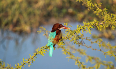 a common Indian kingfisher. clicked by my canon focal length 250mm.