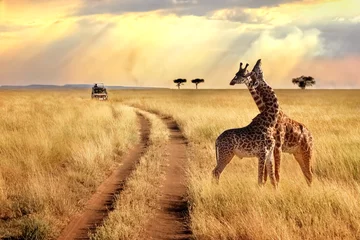 Tuinposter Bestsellers Dieren Groep giraffen in het Serengeti National Park op een zonsondergangachtergrond met zonnestralen. Afrikaanse safari.
